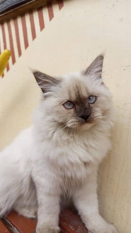 Himalayan kitten 2