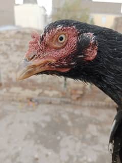 pure aseel nasli blood line hen for sale