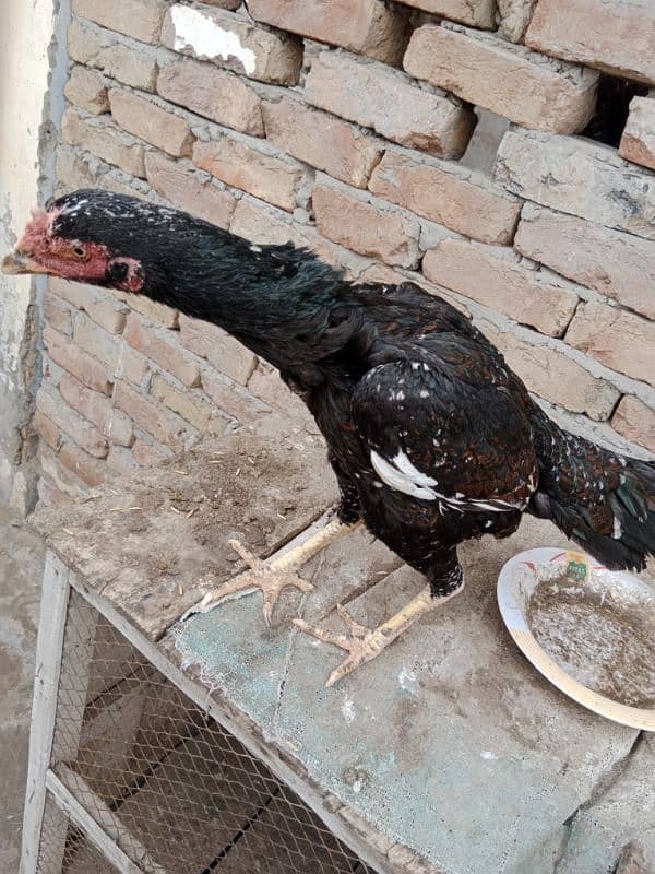 pure aseel nasli blood line hen for sale 2