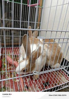 WANT TO SALE PAIR OF RABBIT.