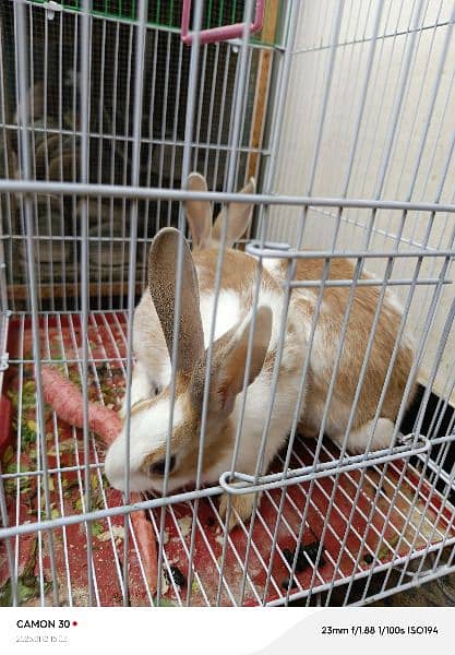 WANT TO SALE PAIR OF RABBIT. 0