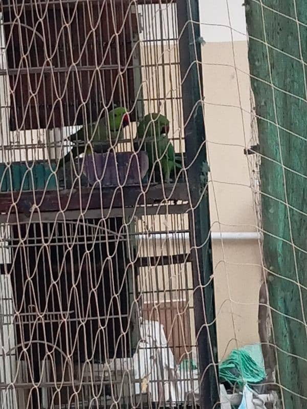 green Ringneck 2