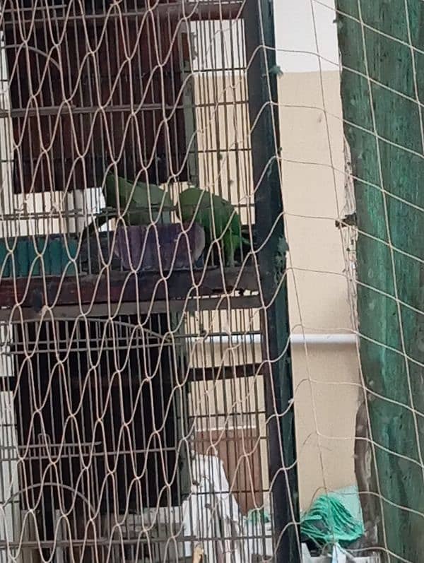 green Ringneck 3