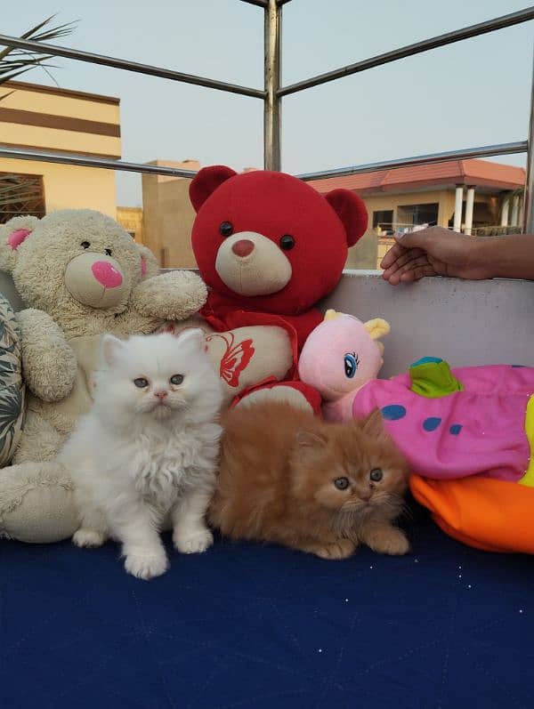 TRIPLE COATED PERSIAN KITTENS FOR SALEEE 0