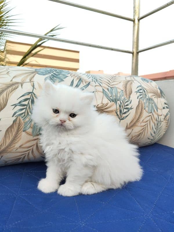 TRIPLE COATED PERSIAN KITTENS FOR SALEEE 1