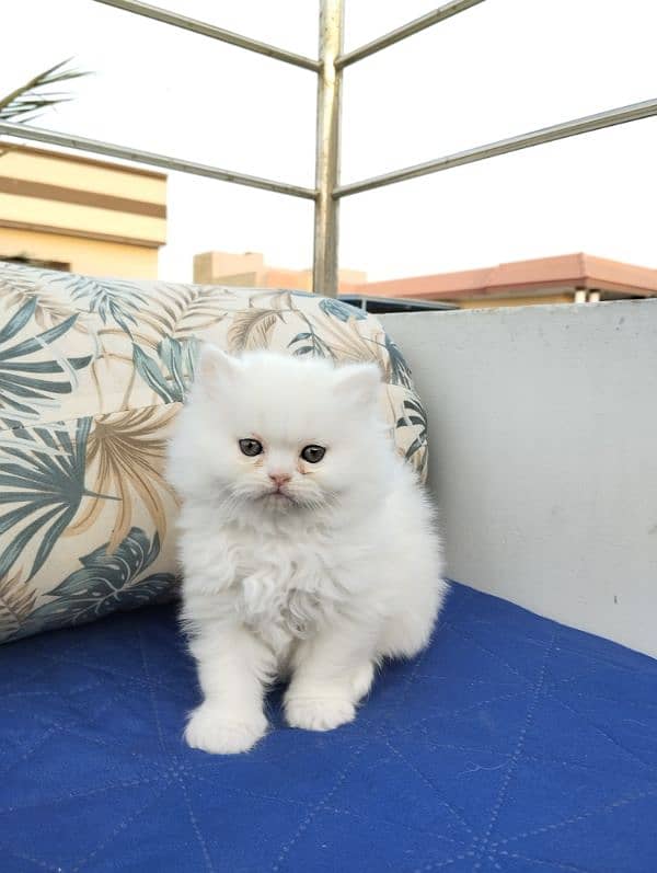 TRIPLE COATED PERSIAN KITTENS FOR SALEEE 3