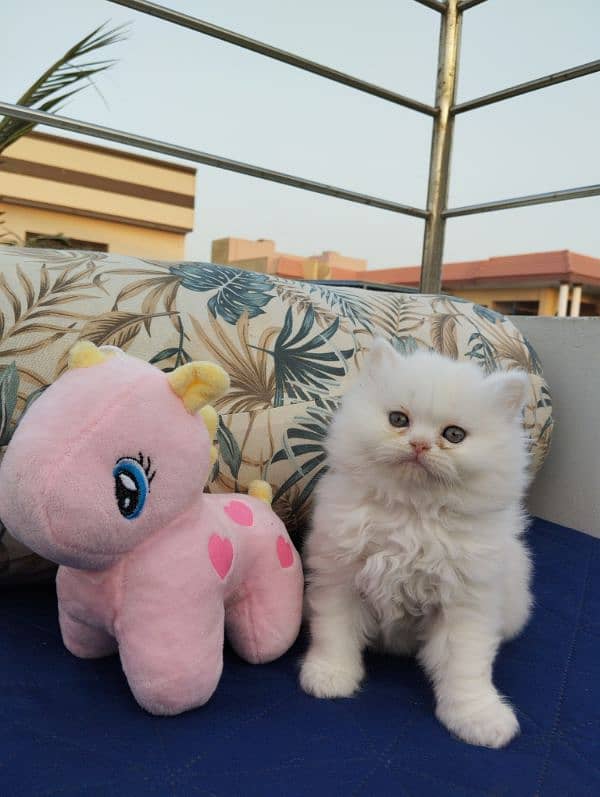 TRIPLE COATED PERSIAN KITTENS FOR SALEEE 4