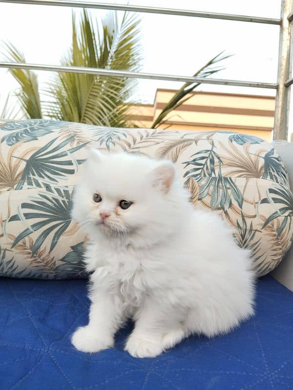 TRIPLE COATED PERSIAN KITTENS FOR SALEEE 5