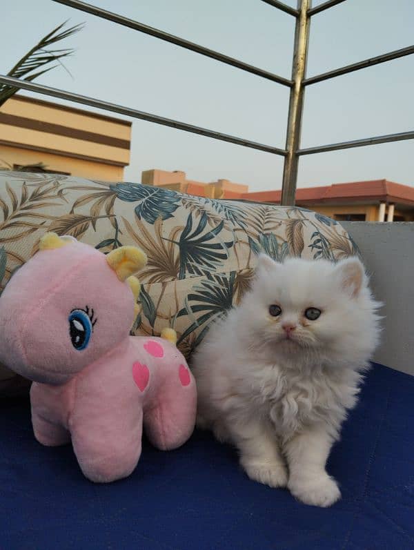 TRIPLE COATED PERSIAN KITTENS FOR SALEEE 6