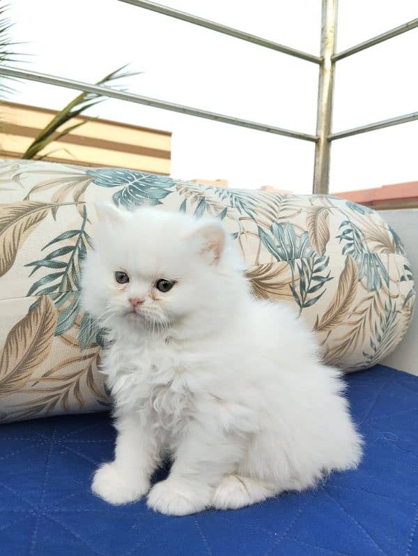 TRIPLE COATED PERSIAN KITTENS FOR SALEEE 8