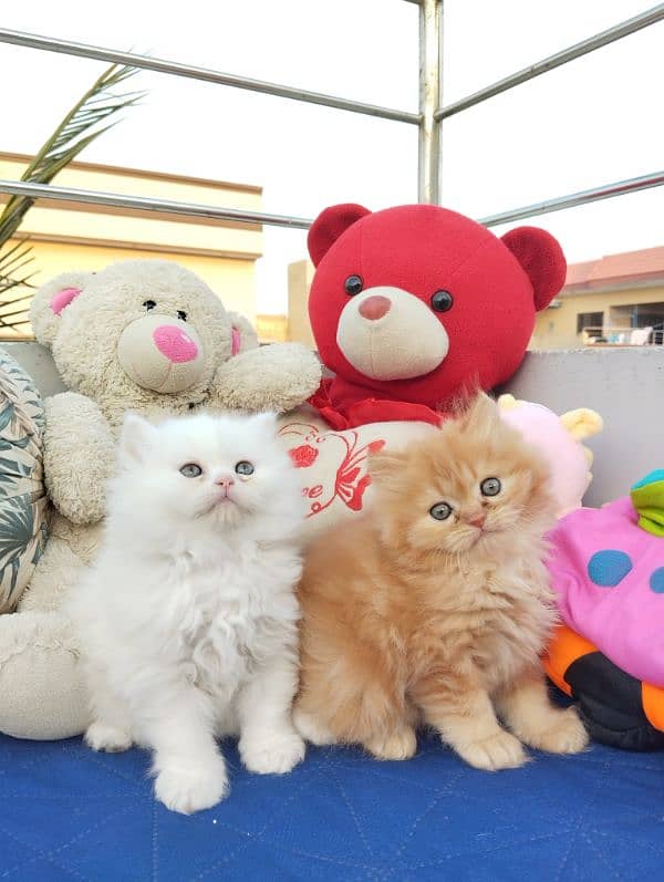 TRIPLE COATED PERSIAN KITTENS FOR SALEEE 10