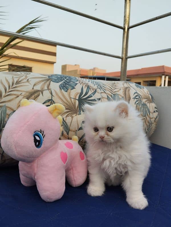 TRIPLE COATED PERSIAN KITTENS FOR SALEEE 11