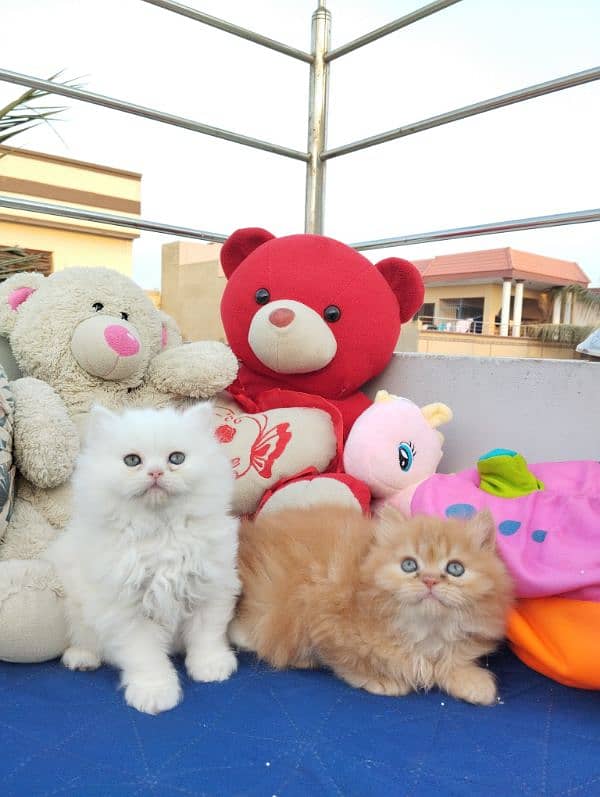 TRIPLE COATED PERSIAN KITTENS FOR SALEEE 12