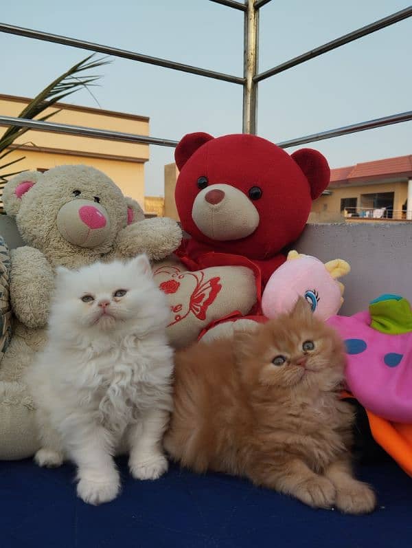 TRIPLE COATED PERSIAN KITTENS FOR SALEEE 13