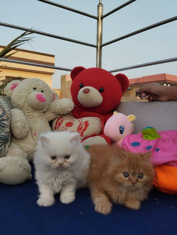 TRIPLE COATED PERSIAN KITTENS FOR SALEEE 16