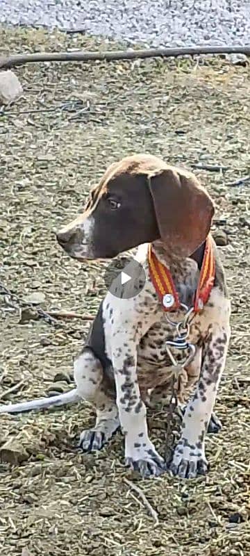 POINTER PUPPY FOR SALE 0