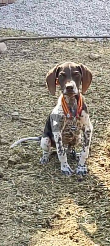 POINTER PUPPY FOR SALE 1