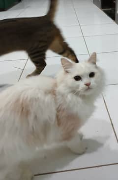 persian cat double coat