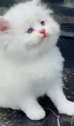 Persian beautiful cat for sale 0304/0130748 My WhatsApp number