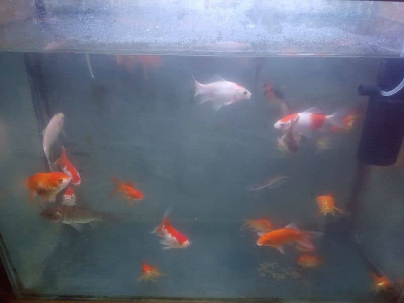 gold fish shabunkin, blue line shark and carb, mollies, guppies platty 9