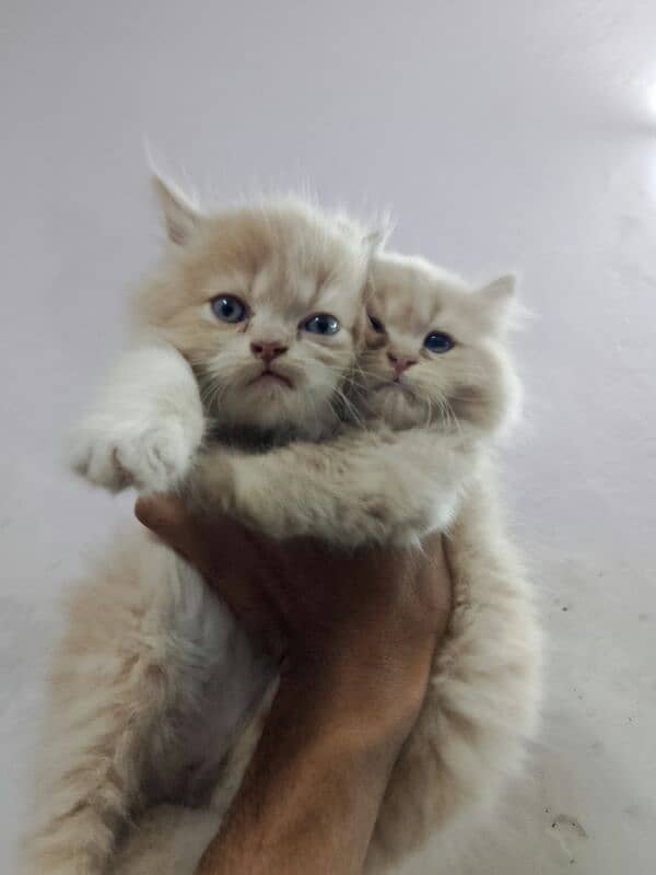 Pershion Kittens 2