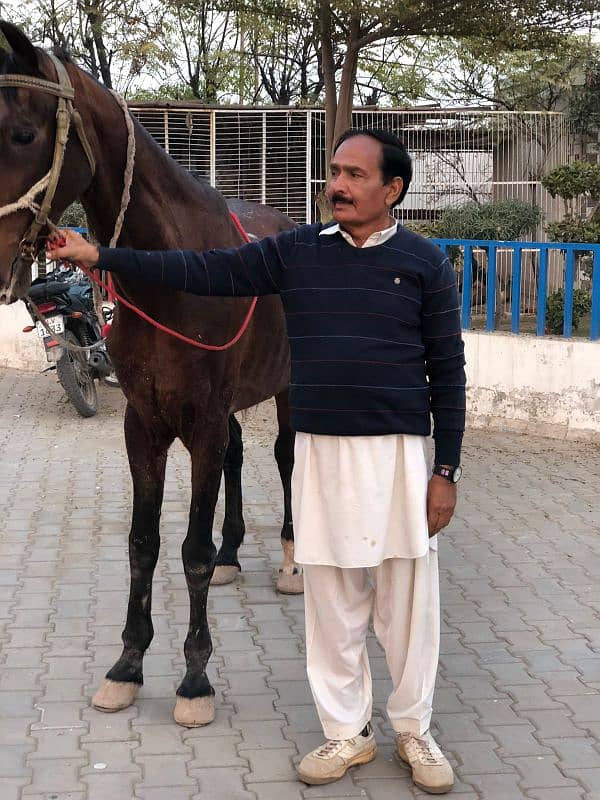 Horses ghoda 0