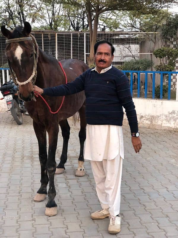 Horses ghoda 2