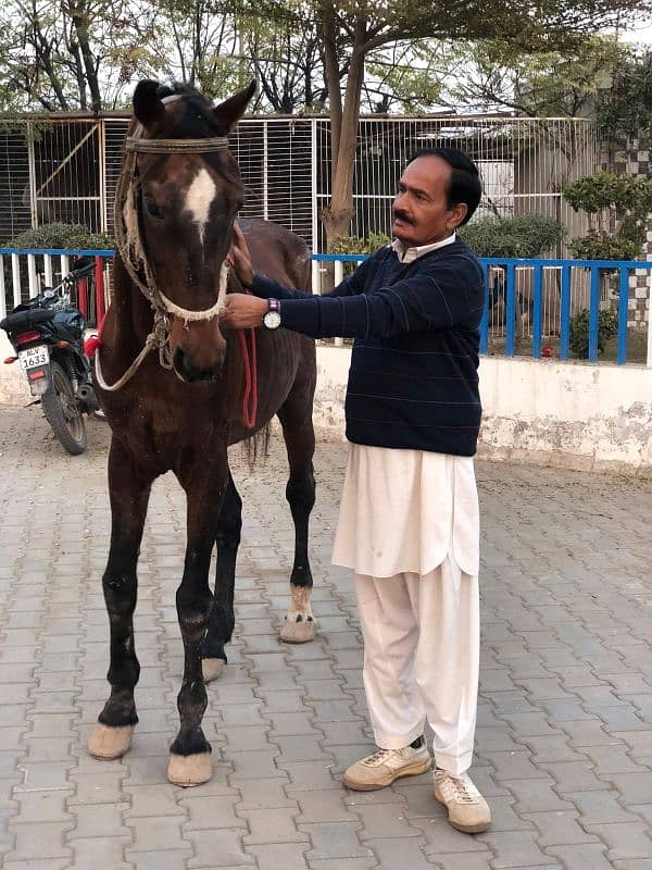 Horses ghoda 3