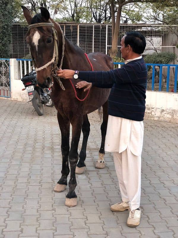 Horses ghoda 4