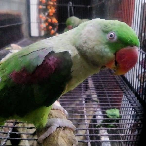 raw parrot 0