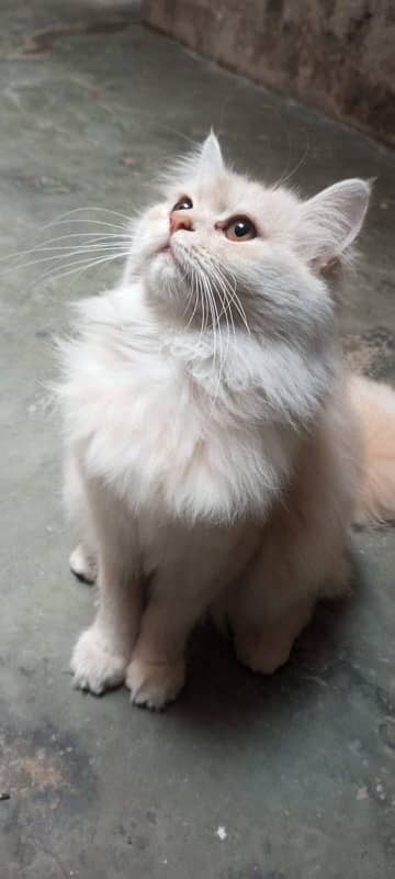 persion cat fully friendly 3