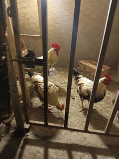 Male Hens For Sale