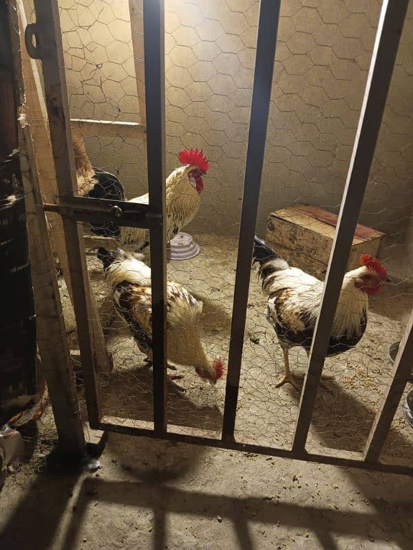 Male Hens For Sale 0