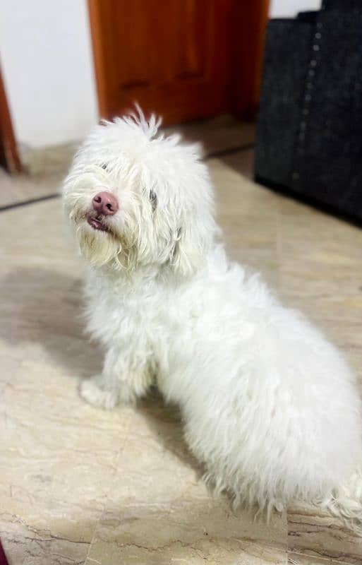 Havanese male for stud only 1