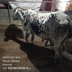 Cow for Sale