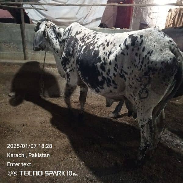 Cow for Sale 0