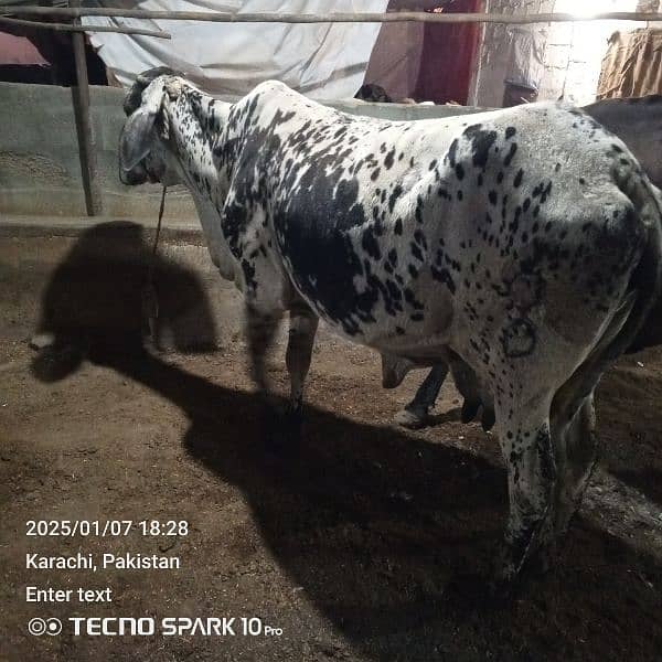 Cow for Sale 1