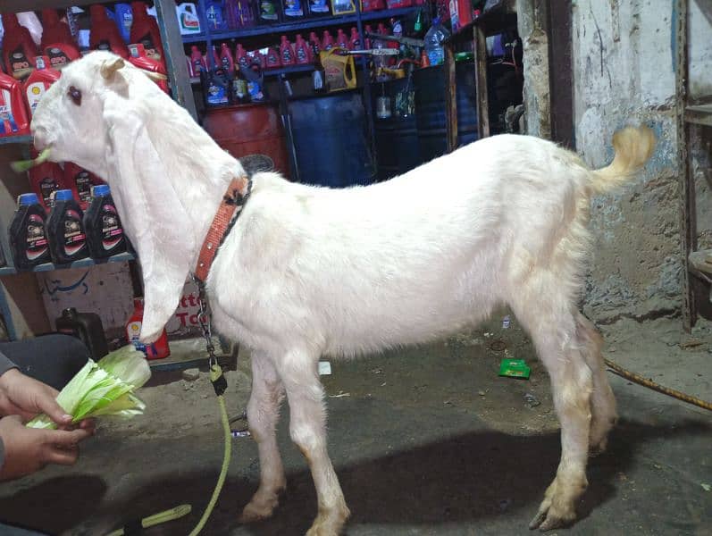 Gulabi Bakra for sale 0