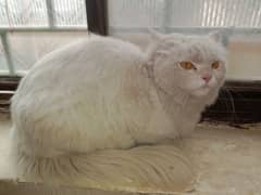 white persian