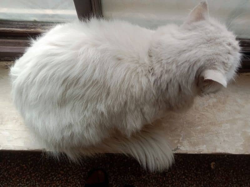 white persian 1