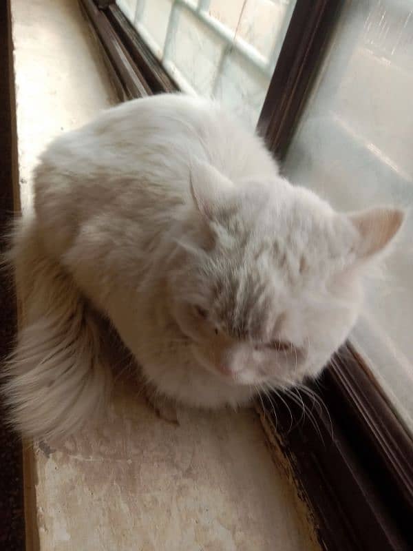 white persian 2