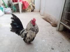 Japanese Bantam zero size