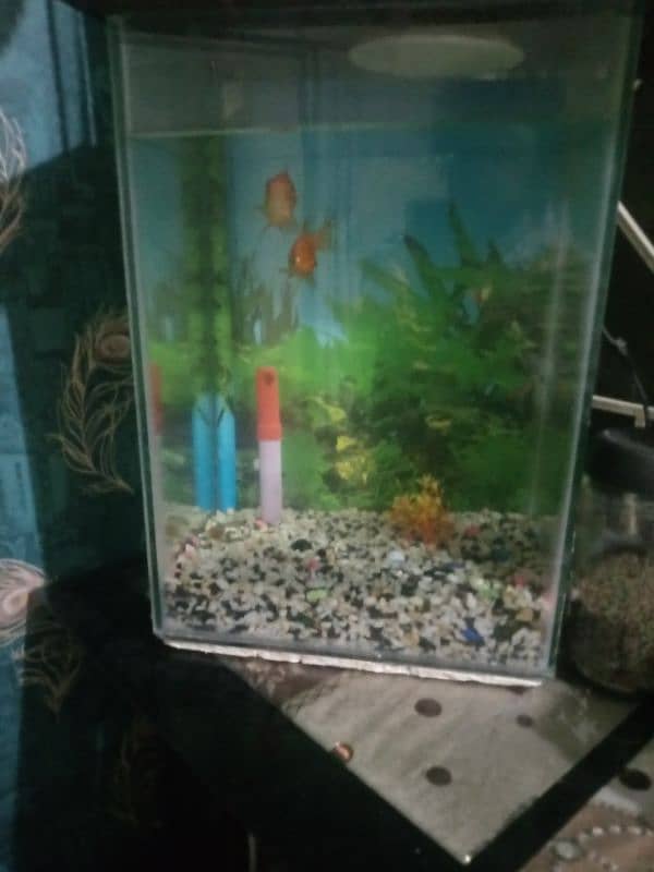 fish aquarium 0