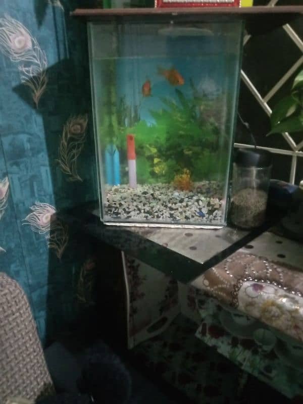 fish aquarium 1