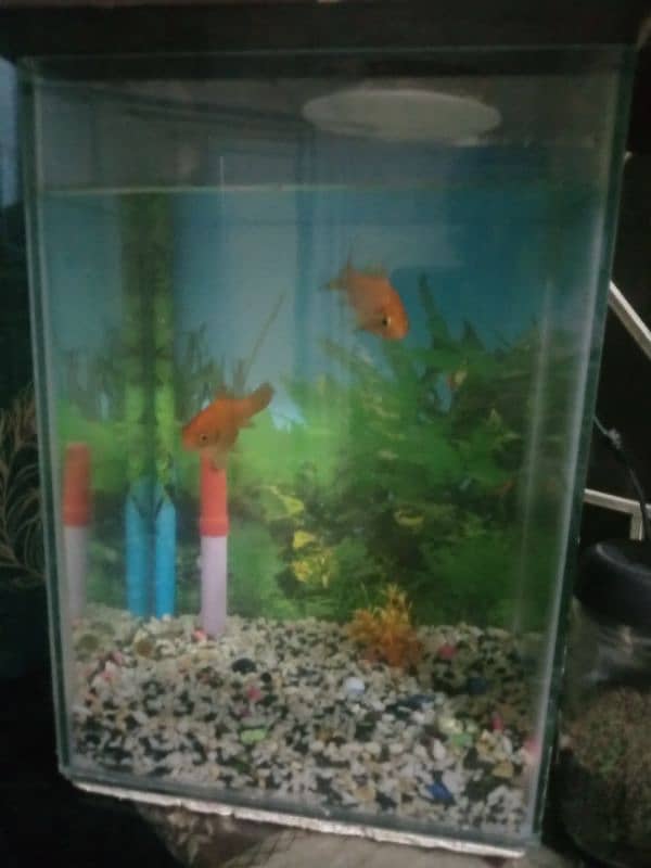 fish aquarium 2