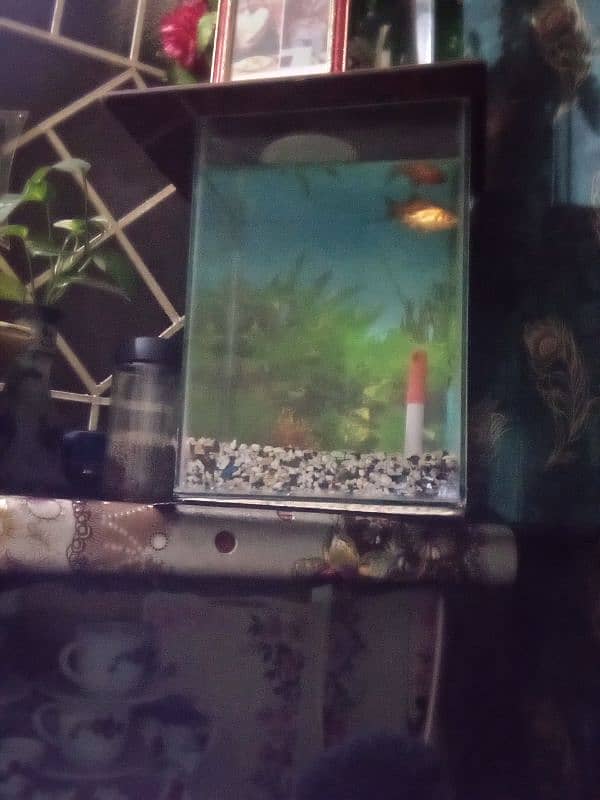 fish aquarium 3