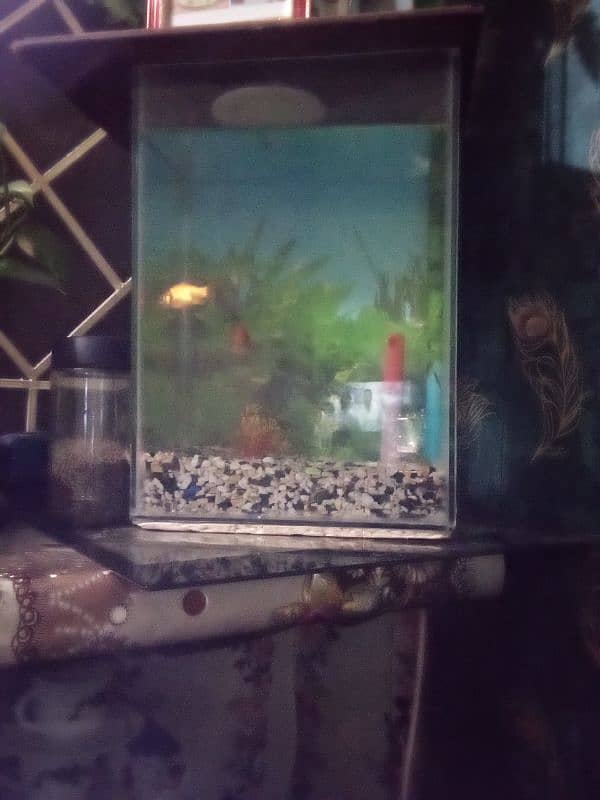 fish aquarium 4