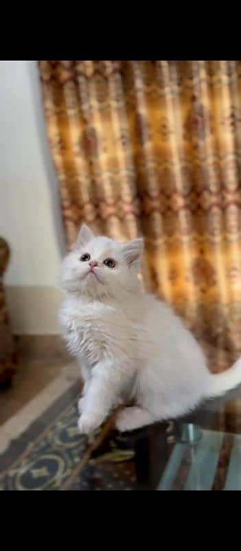 Persian kittens 1