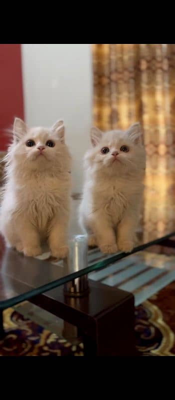 Persian kittens 2