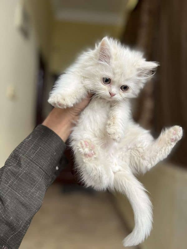 Persian kittens 4